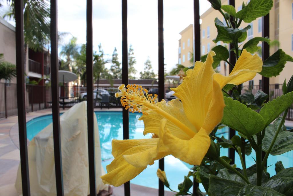 Budget Near Disneyland Drive Hotel Anaheim